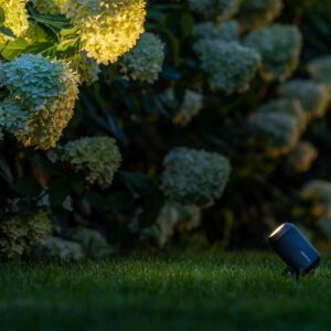 Castor 4 spotlight används som accentbelysning för att framhäva blommande hortensior i trädgården.