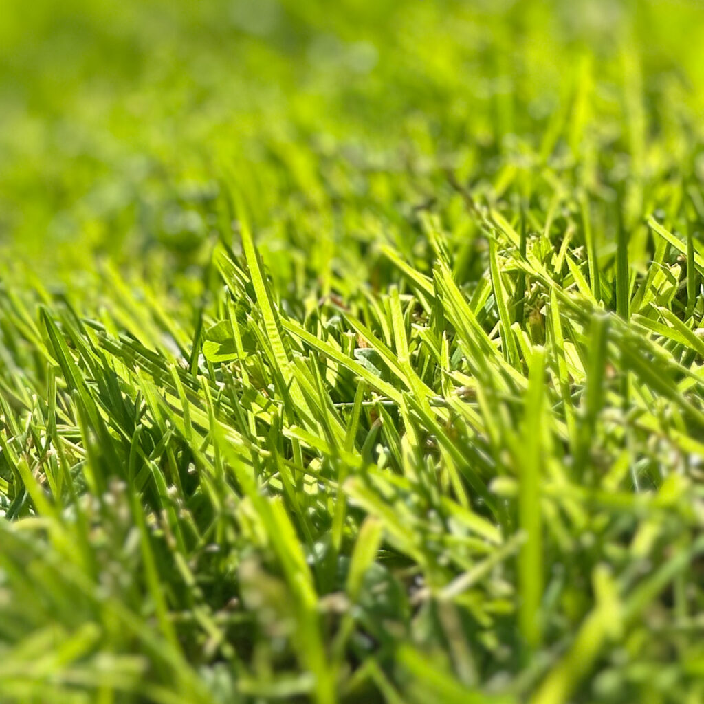 fro gras2 fro gras2